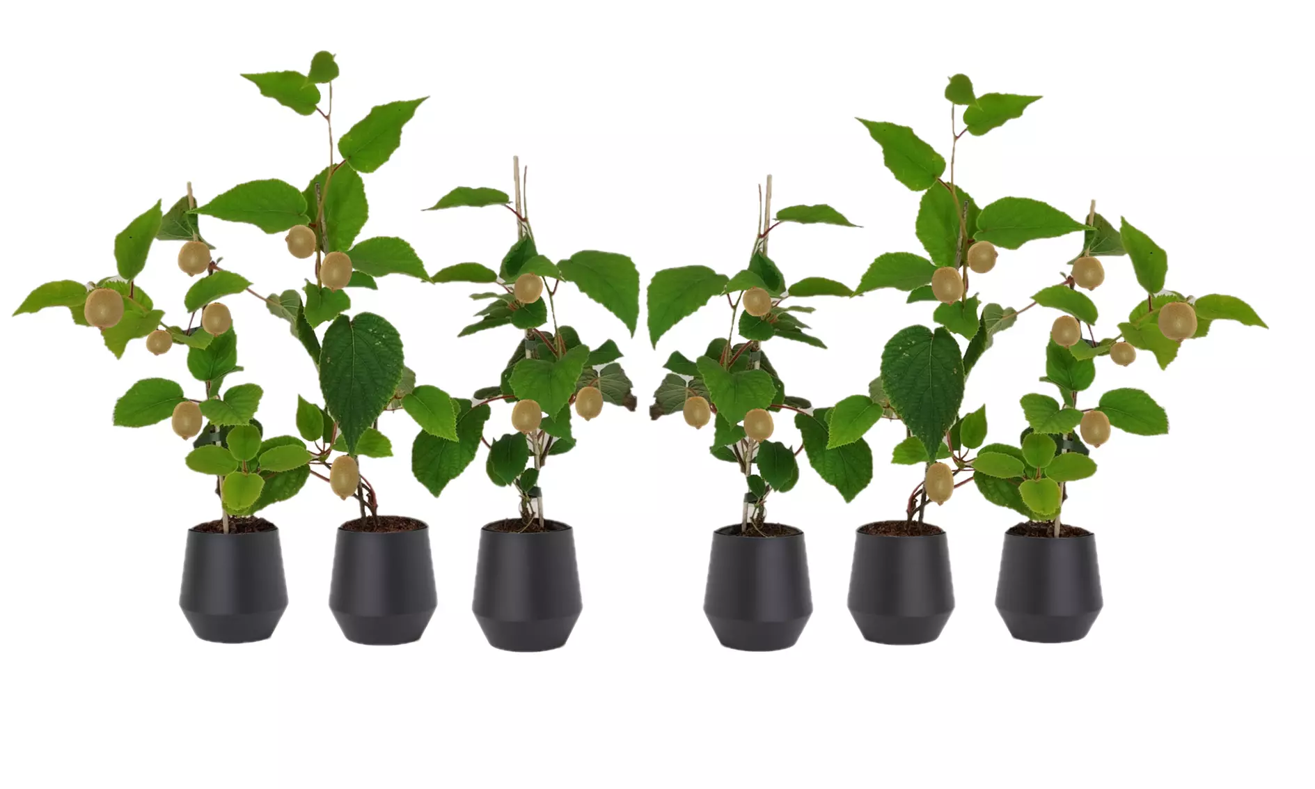 Conjunto de Actinidia deliciosa 'Jenny'