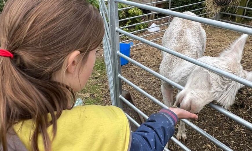 Image 5: Enjoy a Fun Farm Walk and Alpaca Meet for One, Two, or Four People