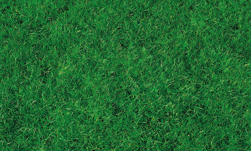 Image 2: Canada Green Grass Seed