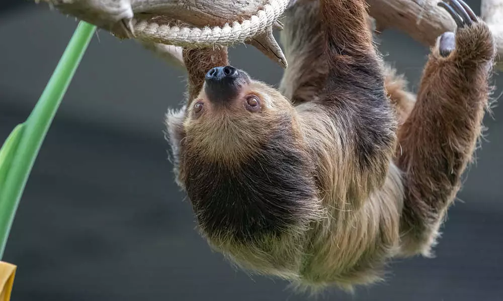 Discover Diverse Wildlife this Easter with Immersive Animal Experiences at Banham Zoo Norwich