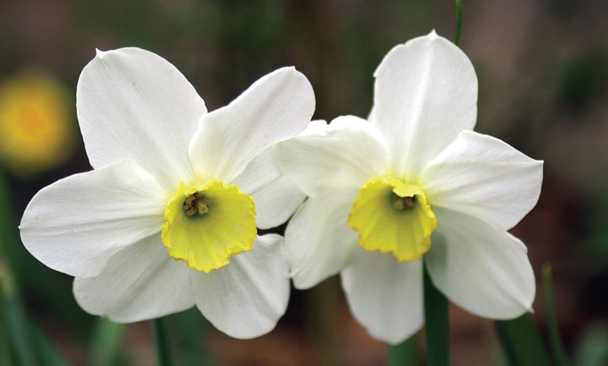 Image 2: Scented Daffodil Minnow - Up to 100 Bulbs