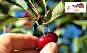 Orange, NSW: 1-Day Cherry Picking Tour