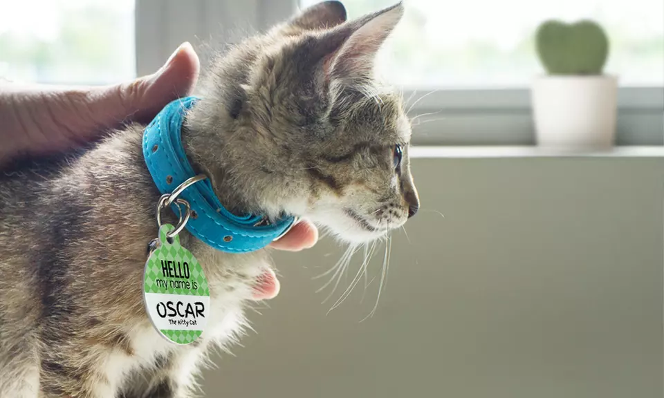 One, Two, or Three Personalized Pet Tags from Photobook America (Up to 69% Off) - Second Medium