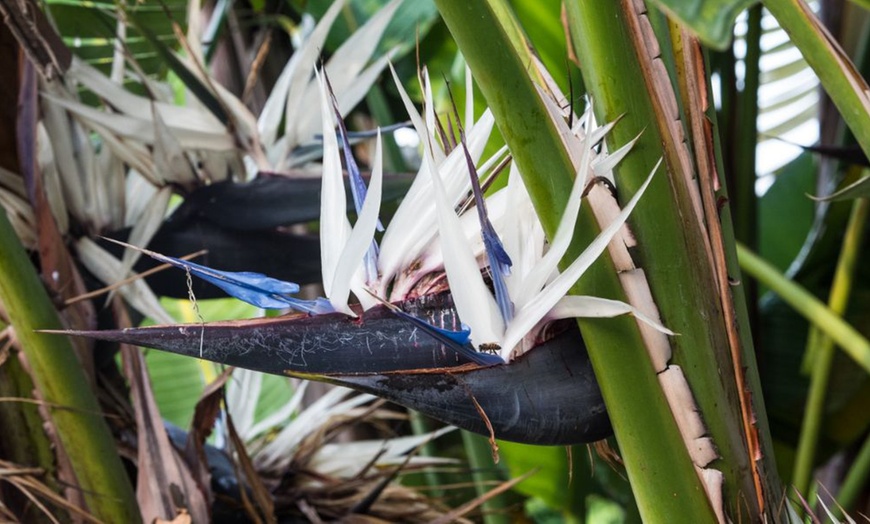 Image 3: Large White Bird of Paradise Houseplant in 21cm pot