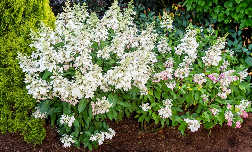 Image 8: Set di 2 piante di Hydrangea Hortensia