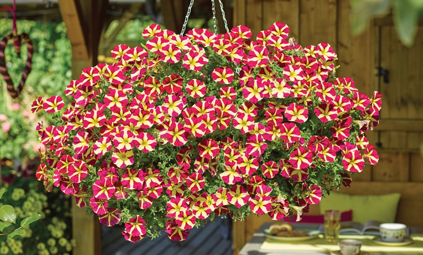 Image 3: 5 or 10 Petunia Amore 'Queen of Hearts' Plants