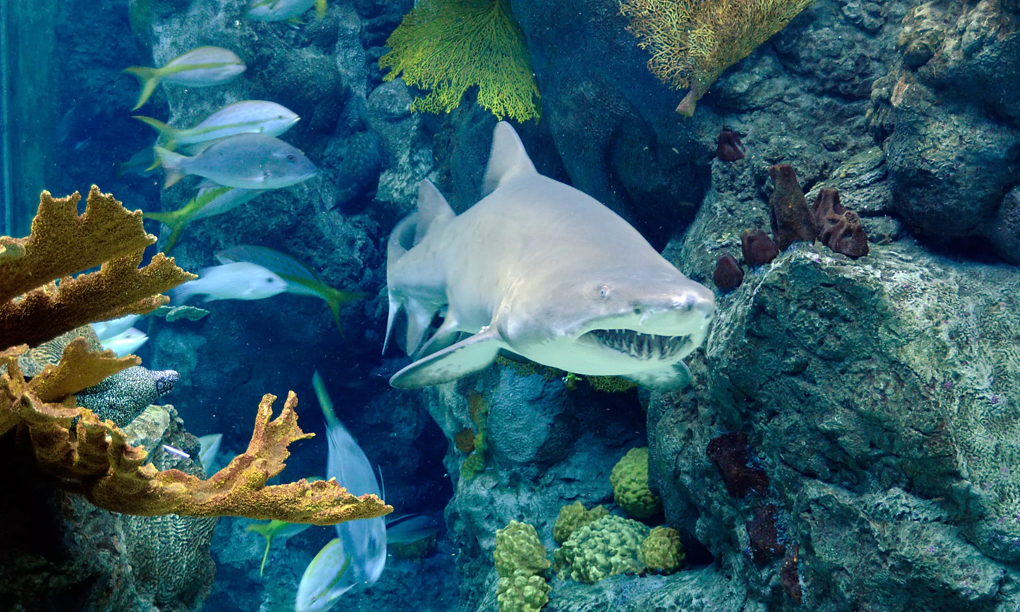 Extended Fun Thursdays Admission for Two or Four at The Florida Aquarium (50% Off)  - Primary Image