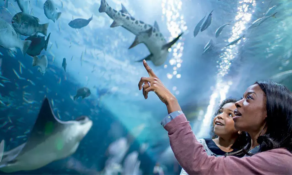 Adult or Child Attraction Pass at PIER 39 (Up to 27% Off) - Primary Image