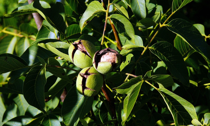 Image 4: Lot de 4 ou 8 arbres à noix de forêt