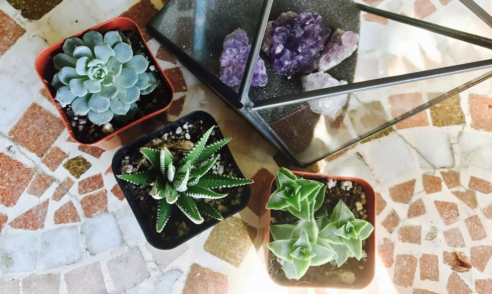 D.I.Y. Succulent Terrarium Party of Four, Six, or Eight from the Succulent Scene (Up to 40% Off)  - Primary Image