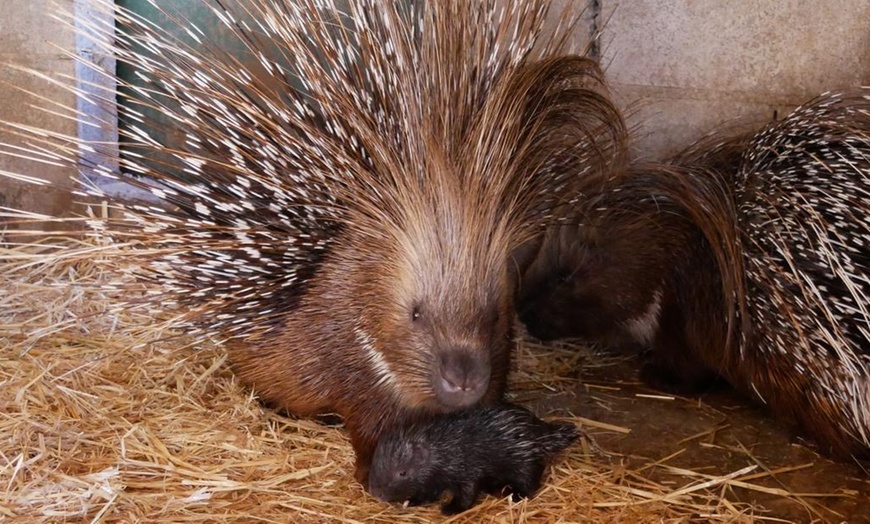 Image 10: Zoo de Fréjus : les animaux comme vous ne les avez jamais vus !