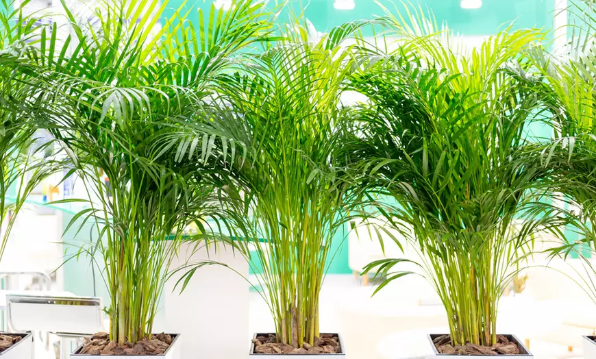 Image 1: Gouden fruitpalm en Mexicaanse dwergpalm