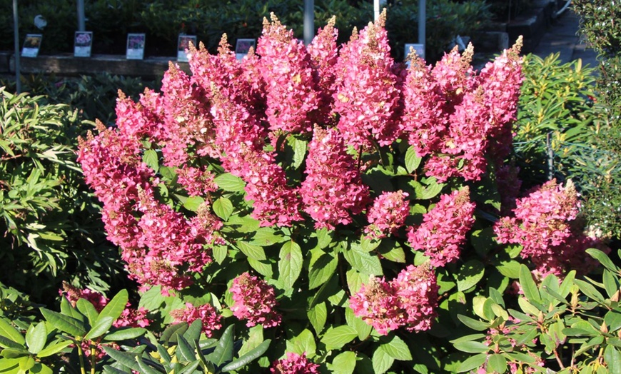 Image 4: Hortensia Paniculata-plant