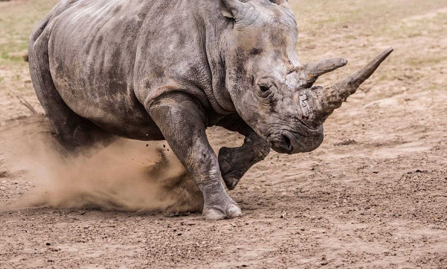 Image 2: Africa Alive Entry Tickets