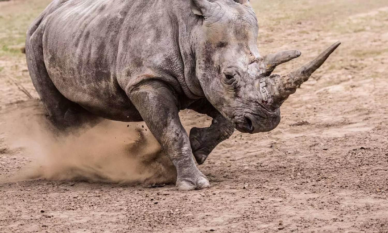 Experience Wild Africa: Lions, Rhinos & Conservation