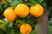 Zitrusbaum (Citrus Calamondin) - Second Medium