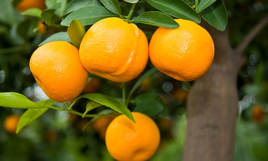 Image 2: Zitrusbaum (Citrus Calamondin)