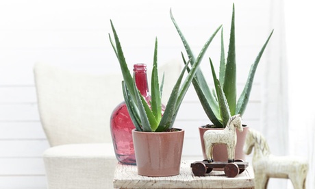 Set di 2 o 4 piante Aloe Vera