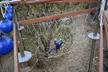 Experience The Thrill: Adventure Zipline Tour for 1-6 People at CLAS Ropes Course (Up to 31% Off) - Second Medium