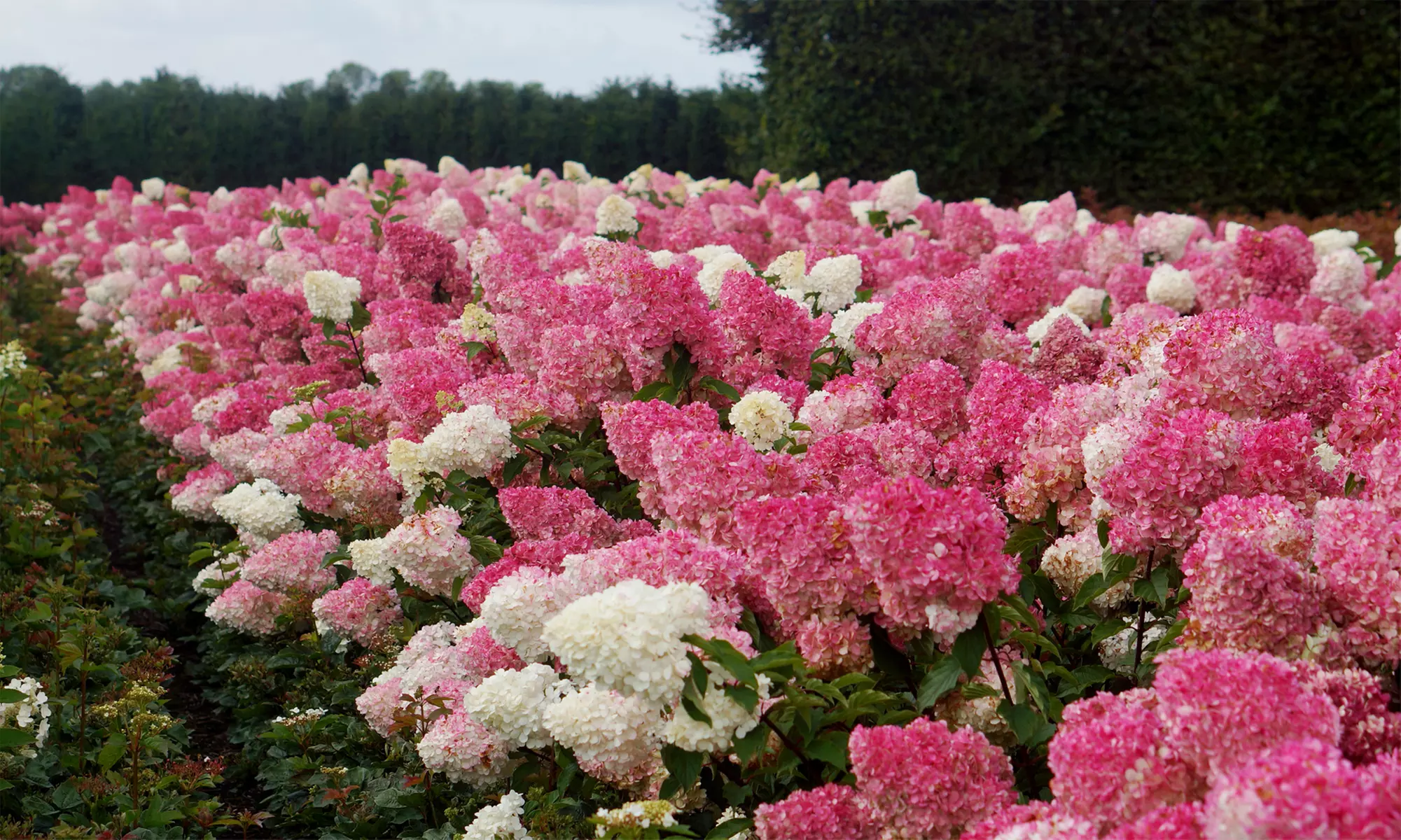 Lot de 2 ou 4 plantes Hydrangea paniculata 'Vanille Fraise' - Primary Image