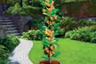 Lot de 4 ou 8 arbres fruitiers colonnaires, 80 cm de hauteur - Second Medium