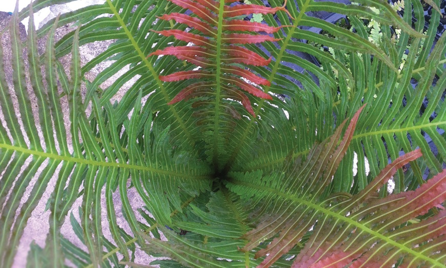 Image 3: Dwarf Brazilian Tree Fern