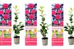 3 o 6 piante di Camelia Japonica o rosa giapponese, disponibili in 3 colori - Image 7