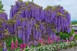 Flores fragantes de Wisteria sinensis; Plantas de exterior elegantes - Second Medium