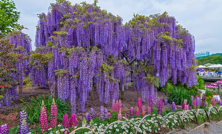 Image 4: Glicina wisteria