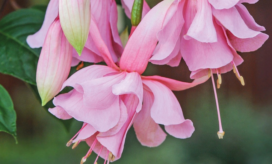 Image 1: 5 or 10 Fuchsia 'Pink Elephant' Plants