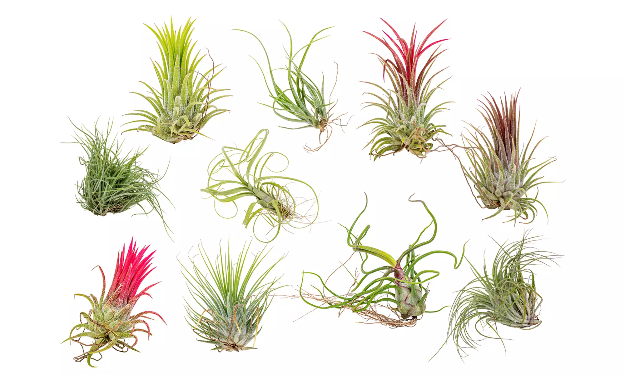 Set da 5 o 10 piante di Tillandsia da interno - Primary Image