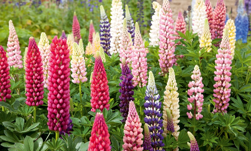 Image 1: Three Lupin Mixed Colours 2-Litre Pots