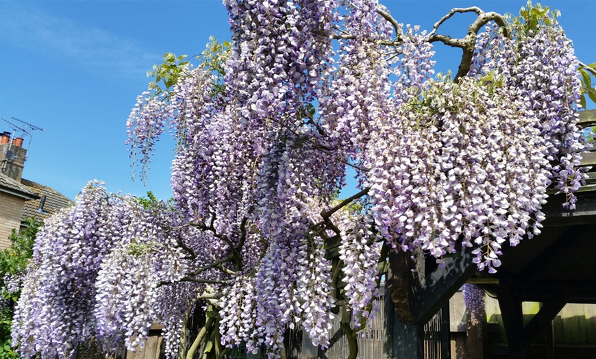 Image 2: Scented Wisteria Prolific – 1 or 2 Potted Plants (1.5-Litre Pots)  