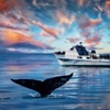 Image 1: Up to 34% Off Whale Watching Tours with Odyssea Adventures