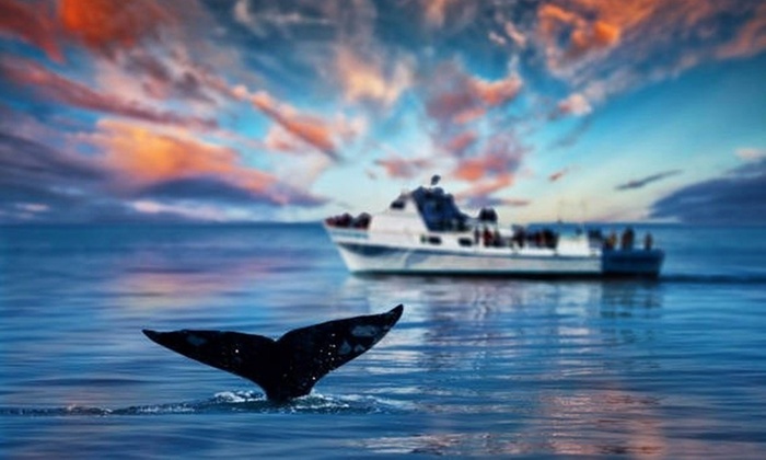 Up to 41% Off Whale Watching Tours with Odyssea Adventures