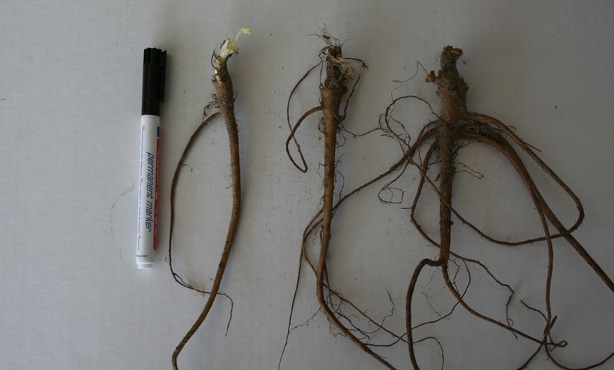 Image 2: 5 or 10 Lupin My Castle Red Bare Roots 