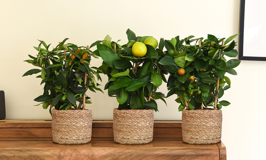 Image 2: Potted Citrus Fruit Plant