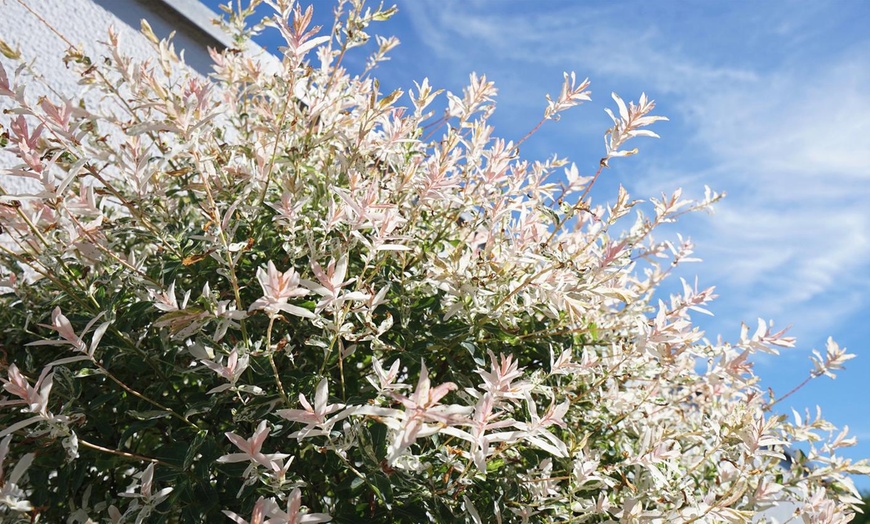 Image 9: Salix Flamingo Willow Trees