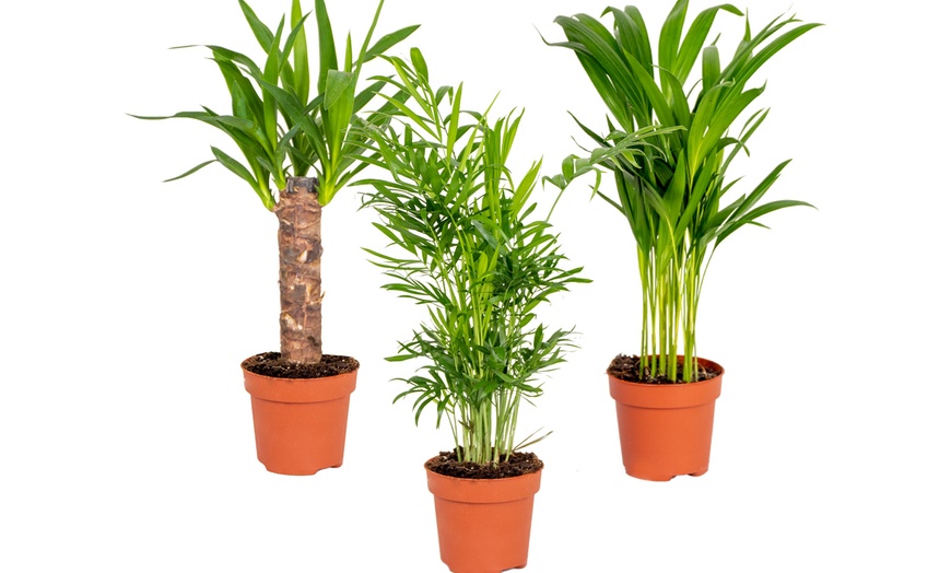 Image 3: Conjunto de 3 plantas tropicales para interior