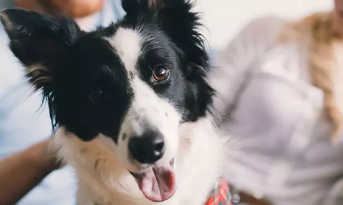 Formation explorant la psychologie animale