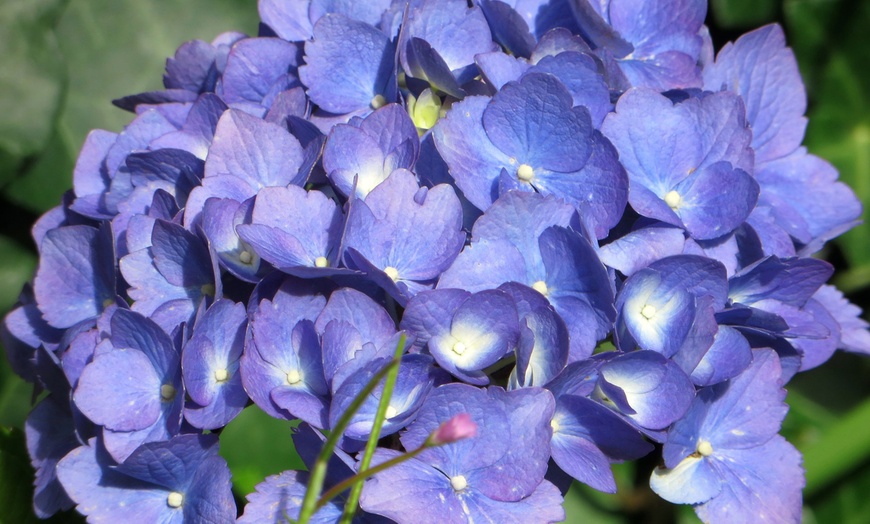 Image 3: Lot de 3 ou 6 plants d'Hydrangea Macrophylla