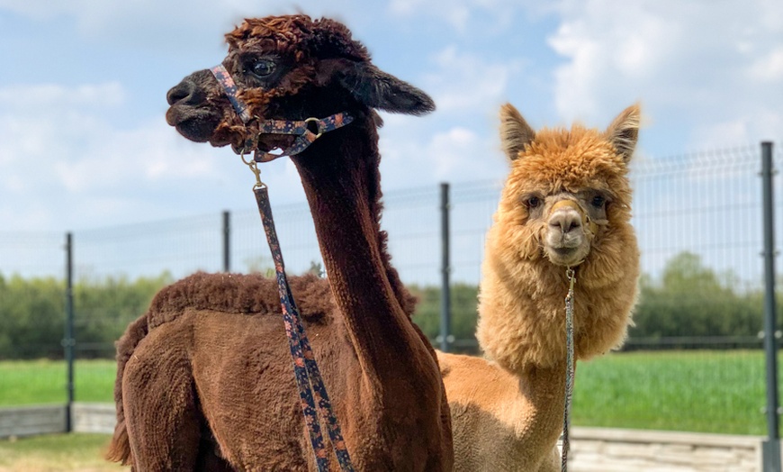 Image 9: Do 15% zniżki na Zoo/Park safari w Alpakowa Polana