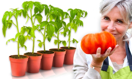 Fino a 40 semi di pomodoro gigante 100% naturali