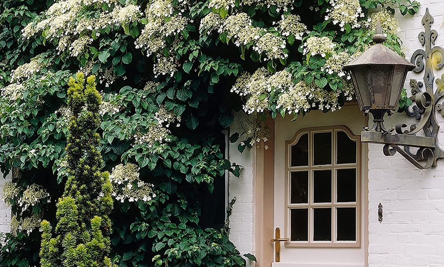 Image 1: Plantas hortensias trepadoras