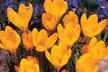 Giant Crocus Collection (50 Bulbs) - Second Medium