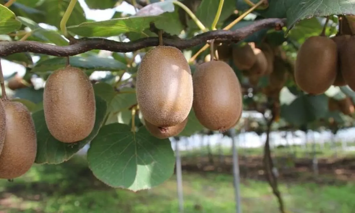 Kiwi Actinidia deliciosa "Jenny"
