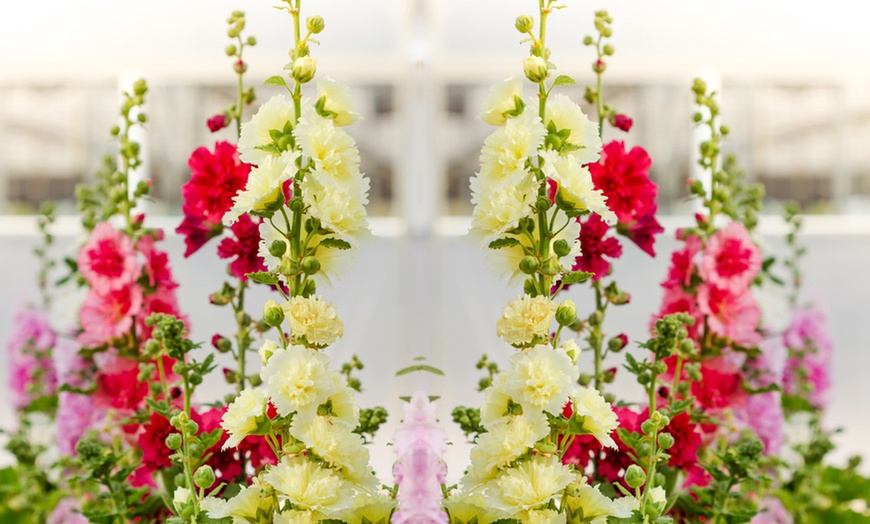 Image 2: Hollyhock Spring Celebrities Collection – 3, 6 or 9 Potted Plants