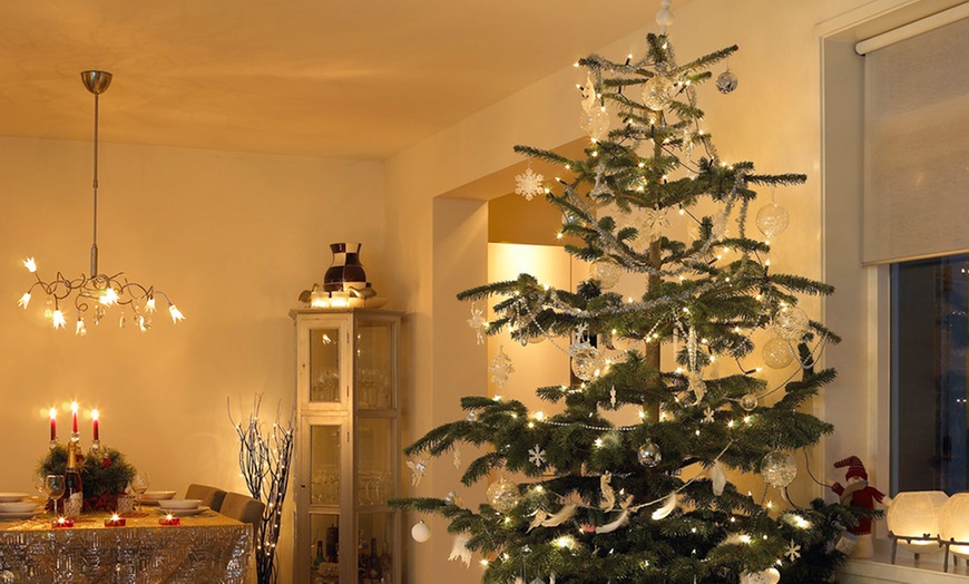 Image 9: Real Nordmann Fir Christmas Tree