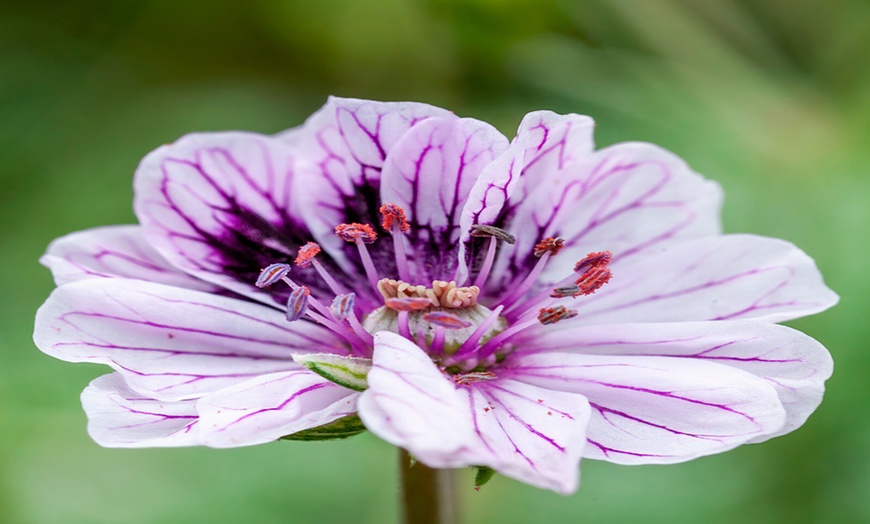 Image 1: Perennial Erodium ‘Spanish Eyes’ – 1, 2 or 3 Potted Plants