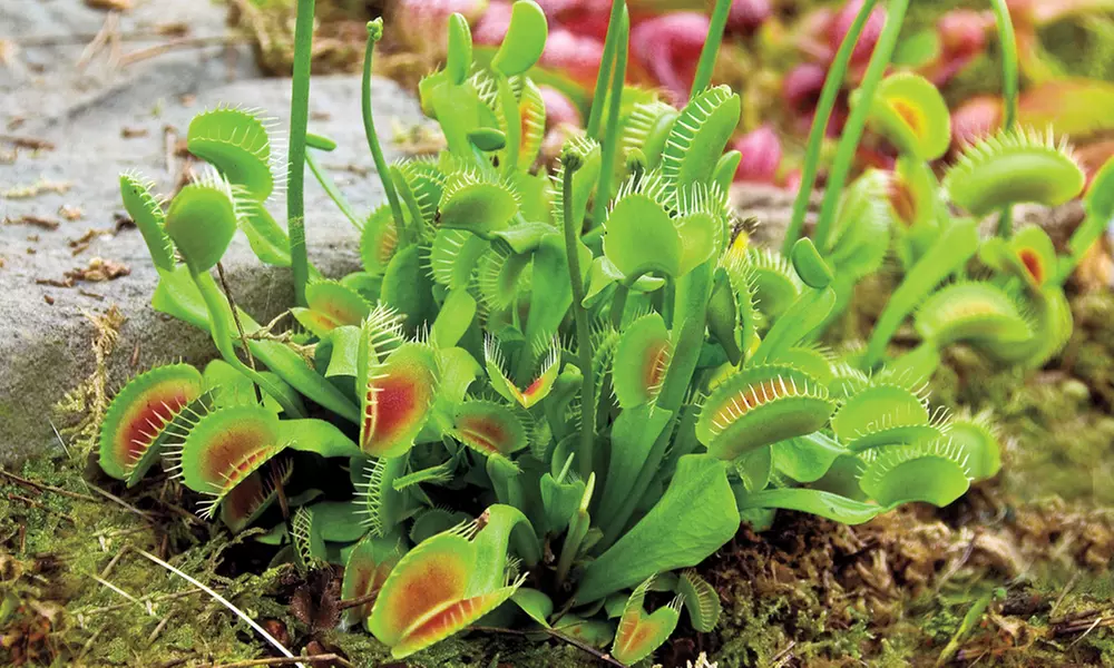 Venus Fly Trap Houseplant – 1 or 3 Potted Plants